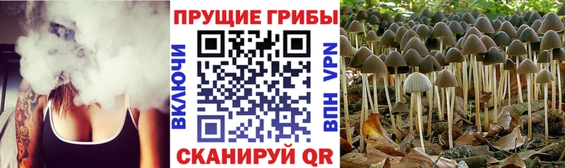 Галлюциногенные грибы Psilocybine cubensis  где купить   Губкин 